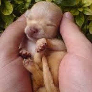 Meet your Posher, Audrey